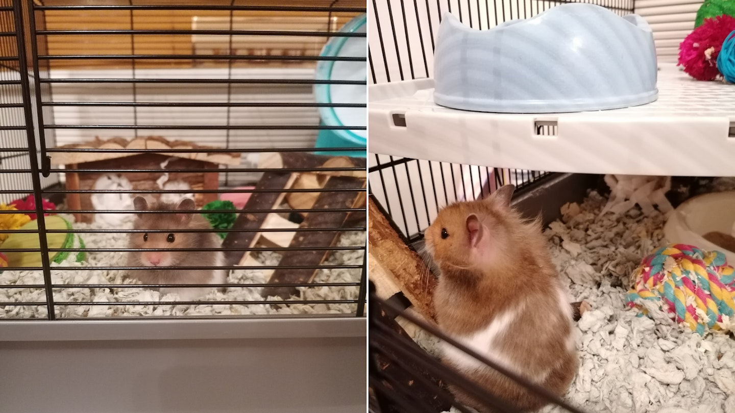 The Best Hamster Cages 2023